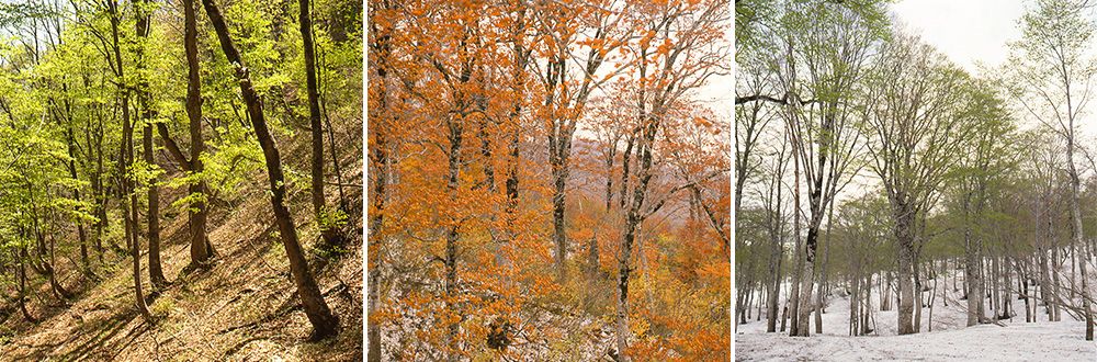 Буковий ліс прекрасний у будь-яку пору року (фото Анедзакі Кадзума)