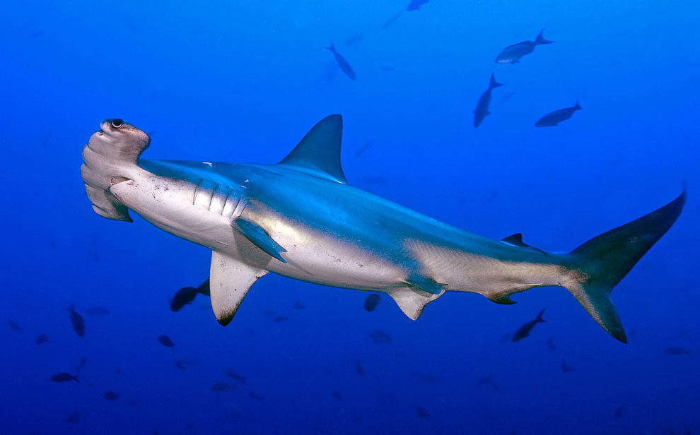Акули-молоти досить добре відома, проте це не змінює того факту, що це справді одна з найдивніших груп акул (насправді існує 11 видів молотоголових акул)