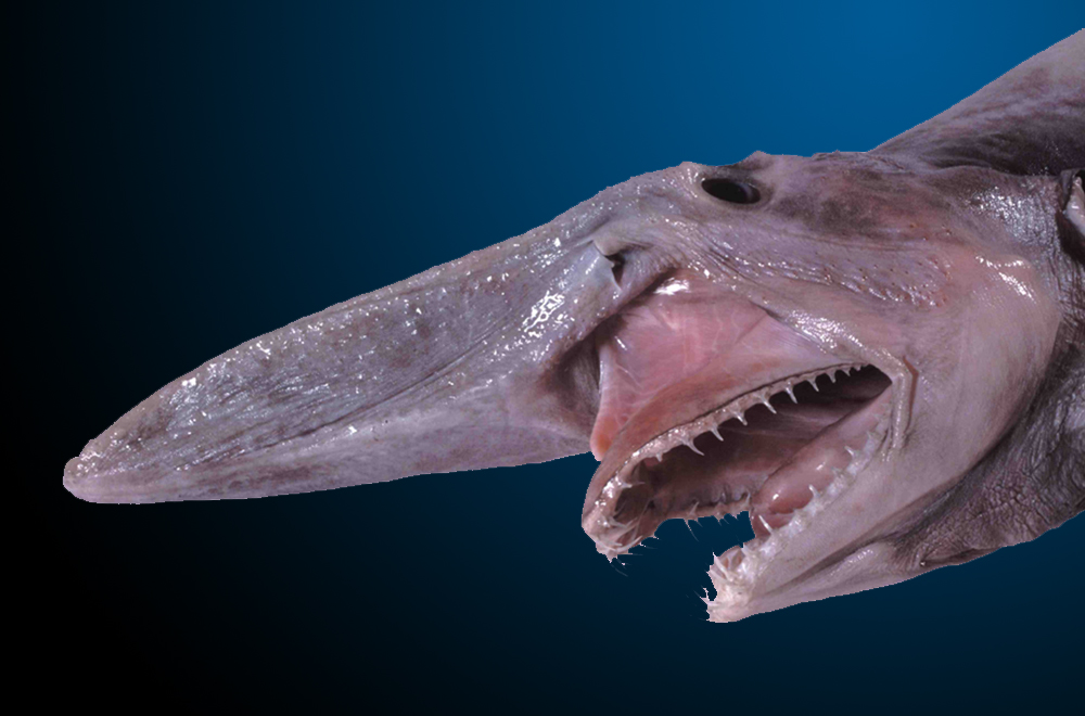 Акула-домовик (Goblin shark)