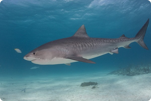Тигрова акула   Тигрова акула, або леопардовий акула (лат