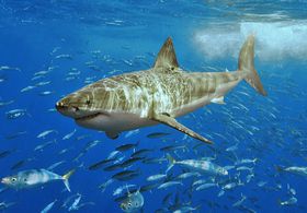 Біла акула, Фото: Terry Goss, licence Creative Commons Attribution-ShareAlike 3