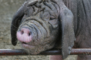 В'єтнамська вислобрюхая свиня - найбільш оптимальний варіант для маленького або середнього подвір'я