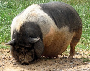Порода в'єтнамських вислобрюхих свиней не відрізняється великими габаритами