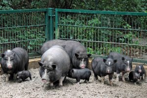 Щоб домогтися максимальних показників від в'єтнамських свиней, слід створити їм ідеальні умови утримання