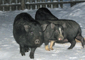 Умови утримання свиней в зимовий період практично нічим не відрізняються від таких влітку