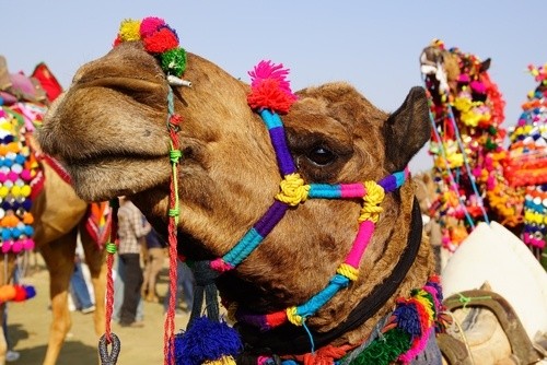 Фестиваль верблюдів в Біканері, Раджастхан (Індія)