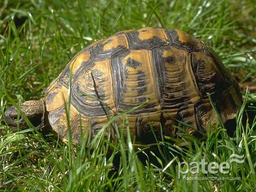 При неправильному утриманні черепахи, якщо підстилка і корми занадто м'які, кігті і дзьоб у неї будуть дуже відростати