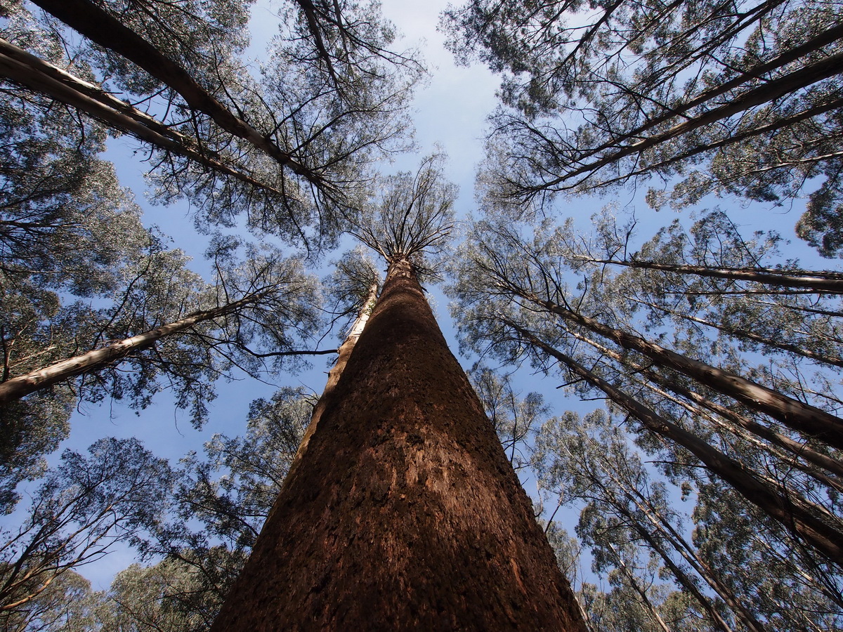Але якщо відвідати Австралію, то ви здивуєтеся, якими величезними бувають ці дерева