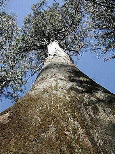 Евкаліпт царський (Eucalyptus regnans)