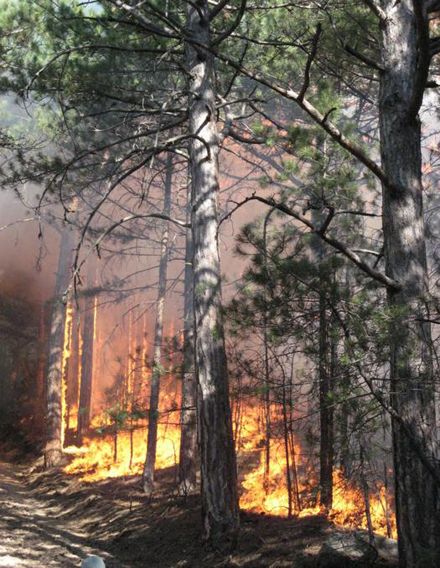 В гасінні, якщо вірити повідомленням прес-служби Радміну, брали активну участь навіть депутати Верховної Ради АРК і члени кримського уряду