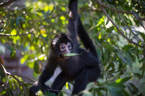 У «мавпячих джунглях» живе понад 400 приматів - орангутанги, капуцини і, звичайно ж, мультяшні лемури