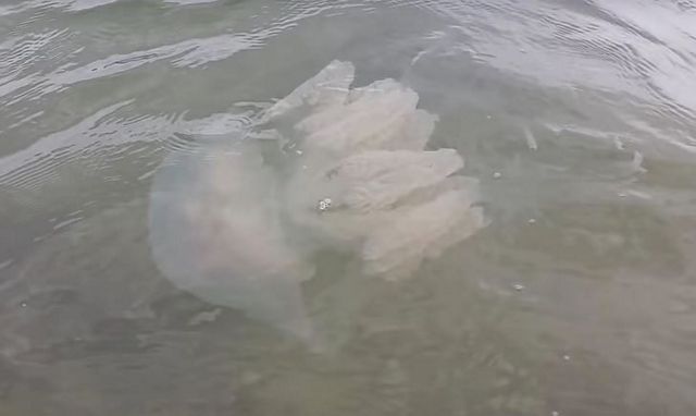 Багато хто звернув увагу на те, що останнім часом в Азовському морі з'явилися забуті нами медузи - аурелія АУРІТА, що нагадує собою парасольку, і корнерот, схожий на купол з щупальцями