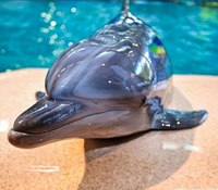 Детальніше про Партенітської дельфінарії, їх послуги і вартості можна дізнатися в їх паблік в контакті