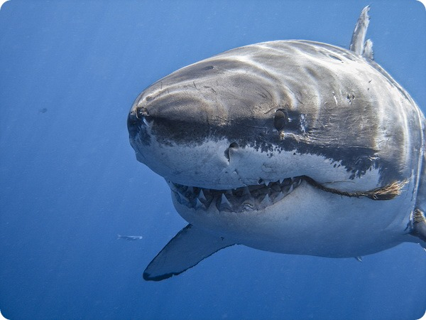 Найнебезпечніші акули   Більшість людей сприймають акул як справжніх монстрів, які при першій же можливості здатні напасти на людину