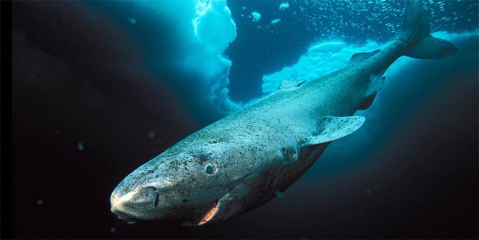 Акула ґренландська (Greenland Shark)   Як правило, ми думаємо про акул як про швидкі хижаків, які можуть напасти так швидко, що ви і оком не встигнете моргнути