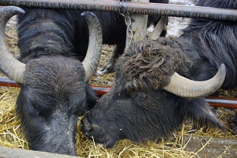 Джерело фото: ферма «Карпатський буйвол»
