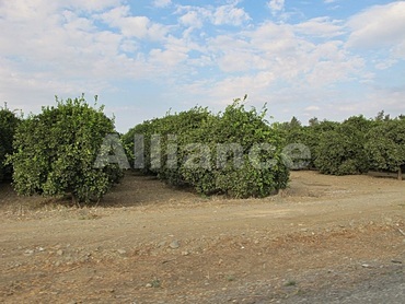 Гюзельюрт (Морфу)   Гюзельюрт знаходиться на північному заході Кіпру, на березі затоки Морфу, в оточенні прекрасних цитрусових гаїв
