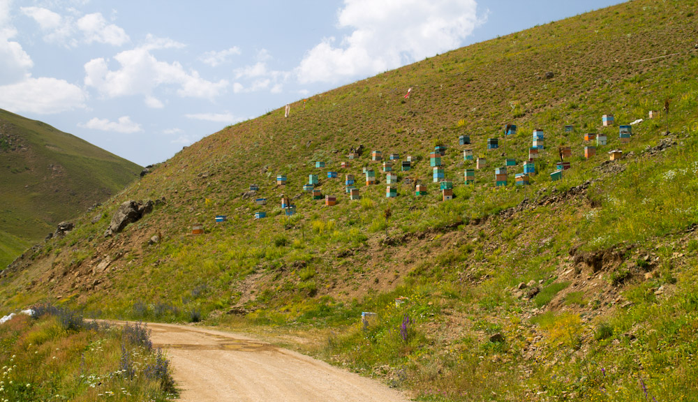 Вище, на схилах гір, де росте безліч квітів і трав, сільські жителі займаються бджільництвом - пасіки є практично в кожному селі