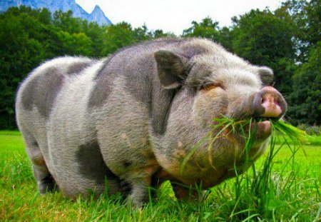 В'єтнамська вислобрюхая свиня, як і свиня будь-який інший породи, потребує поживних, насичених вітамінами кормах